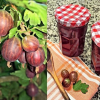Jam z gooseberry - 10 receptů pro vaření pro zimu